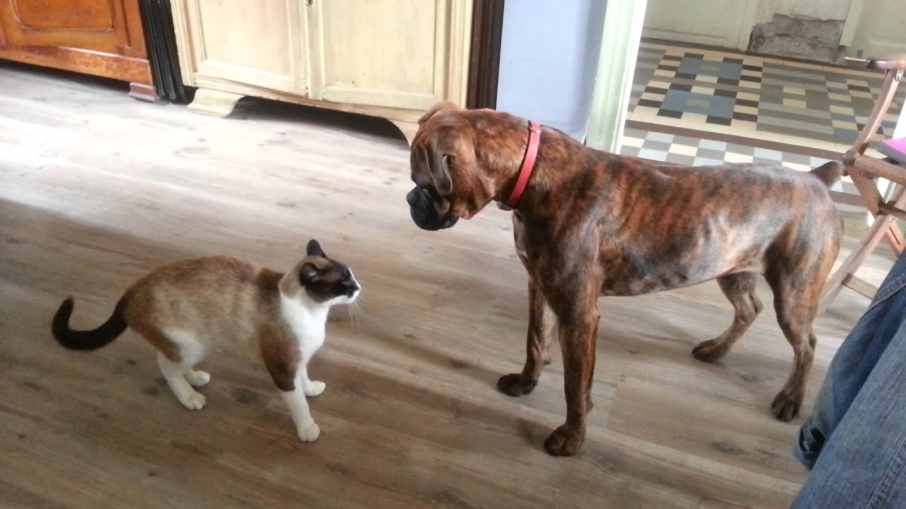 bagarre chat vs chien