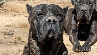 Pregnant Cane Corso Enjoy Spring Day