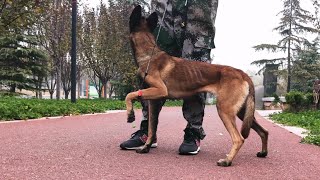 Day 2 Three Leg Walk Trick Training | Belgian Malinois dog by WoofMeow 1,502 views 1 year ago 1 minute, 39 seconds