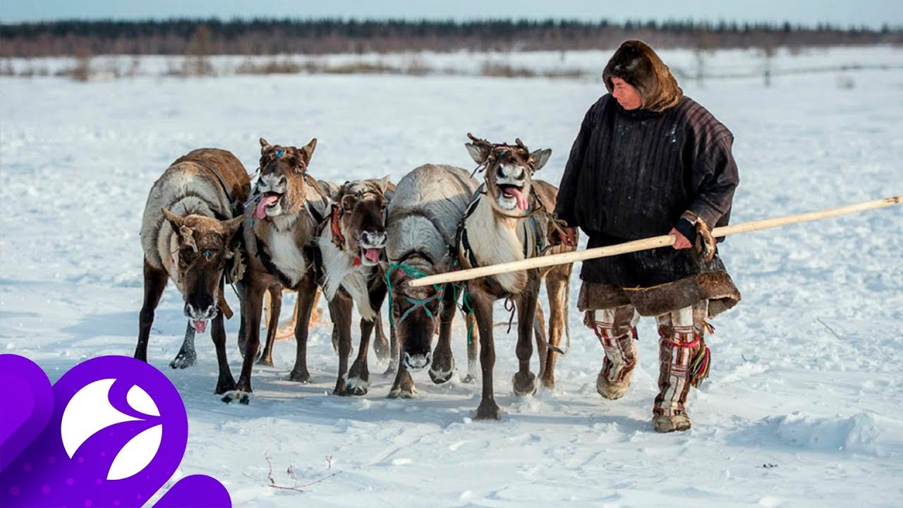 Промыслы тундры