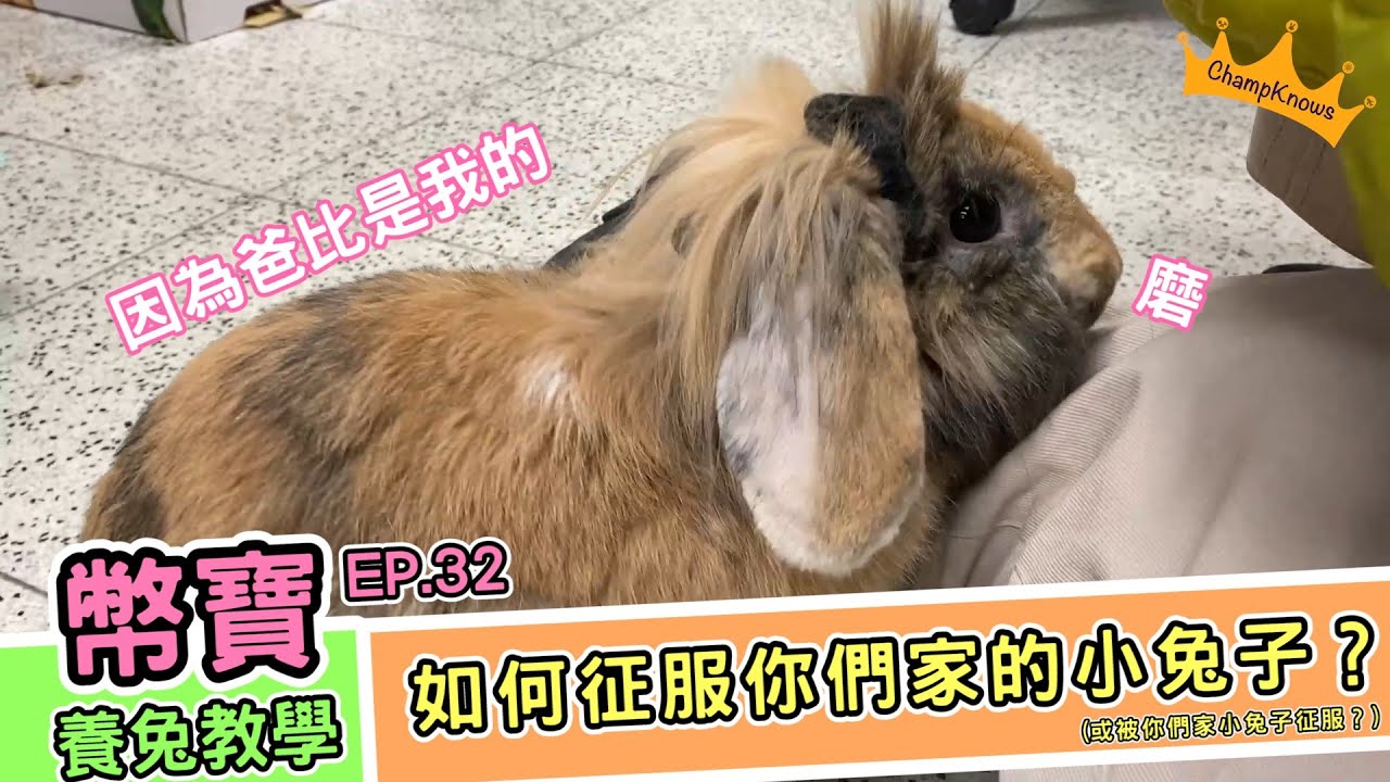 如何征服你們家的小兔子？第一步，你不能先被征服｜幣寶養兔教學系列 EP.32｜ChampKnows【冠軍知道】