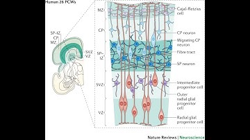 Layers of neurons of the Cerebral cortex; Molecular, pyramidal and Granular layers