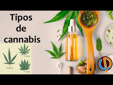 Vídeo: Indica Vs Sativa: Uma Introdução Aos Principais Tipos De Cannabis