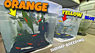Breeding COLORFUL Shrimp (For Profit)