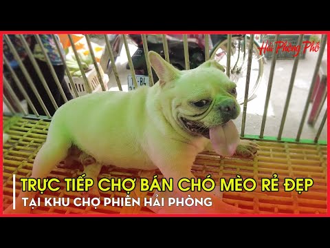 Video Trực Tiếp: Chợ Phiên Bán Chó Mèo Cảnh Rẻ Đẹp Lớn Nhất... - youtube