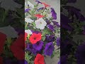 flores 💐