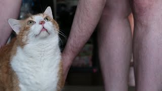 Cat Gets Excited And Meows When He Sees His Dad