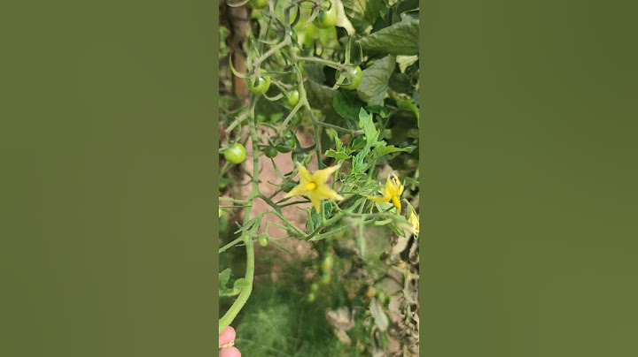 Black cherry tomato