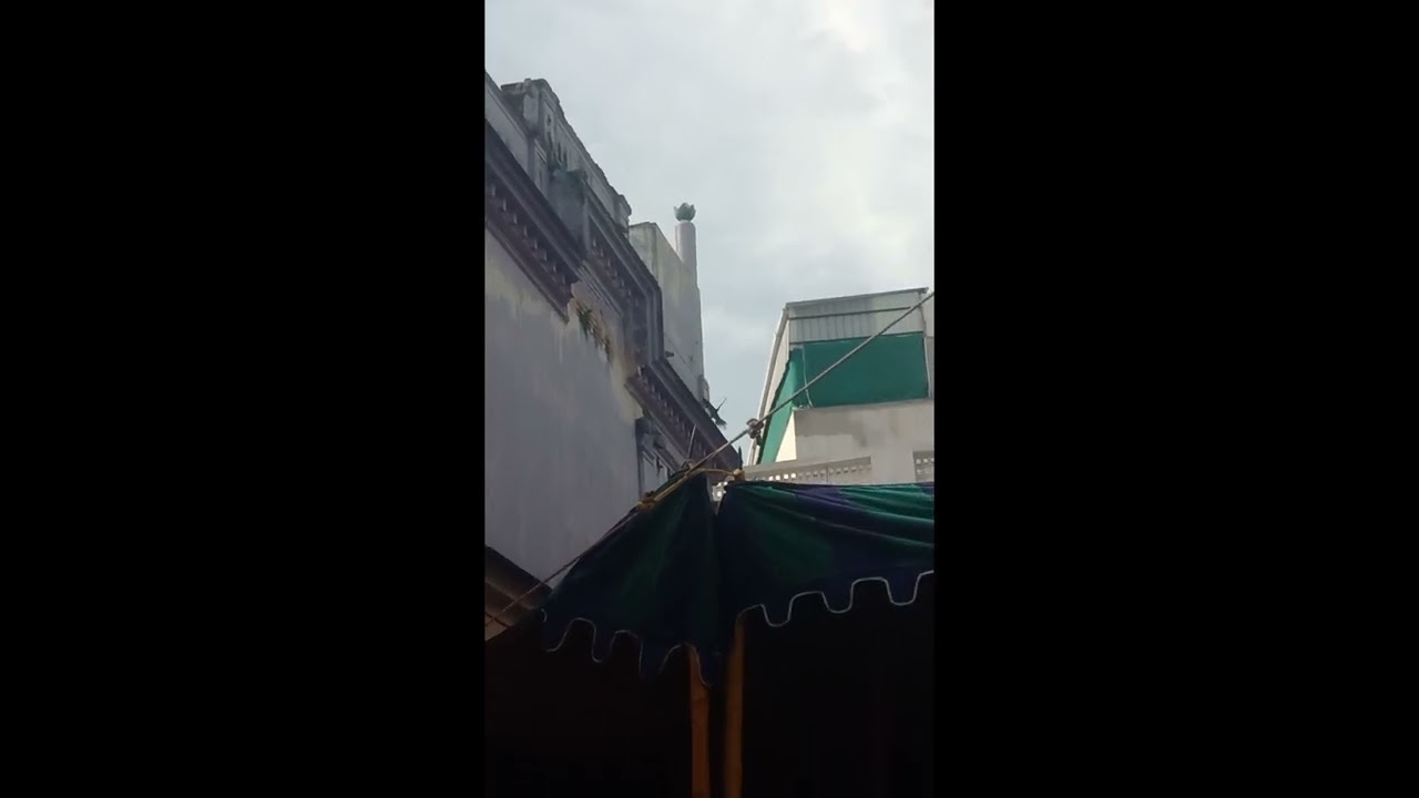 Filming wild indian ringneck parrots 