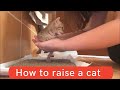 How to raise a cat || How to raise a cat at home || How to raise a cat to be affectionate