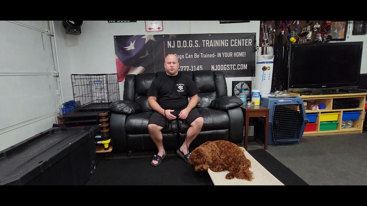 Boarding or Kennel your dog, at the best place. NJ DOGS YouTube