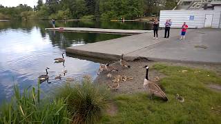 Canada Geese goslings at Greenlake