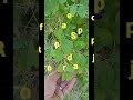 Aprajita आयुर्वेदिक 🪴 plant#gardenflowers #gardening