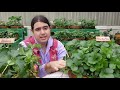 Lsu agcenter strawberry study