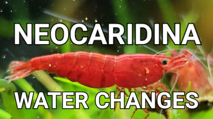 Le guide ultime pour le changement d'eau dans votre réservoir de crevettes neocaridina