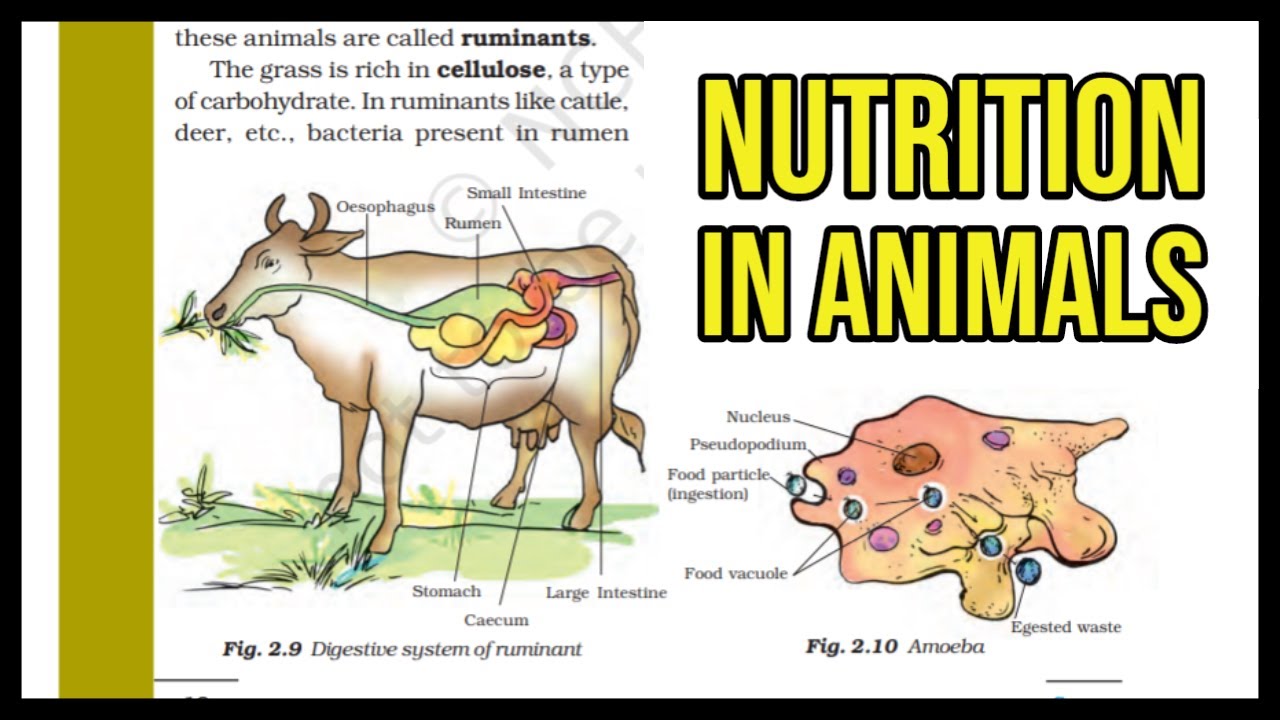 Nutrition in Animals || Class 7 || Chapter 2 || Science || Detail  Explanation With Exercise || NCERT - YouTube