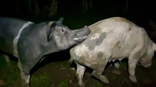 No time, No place that can stop the multiplication of the race#pigbreeding #breeding #pigvideo