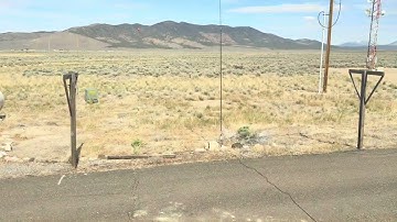 Icom IC-705 and Chameleon MPAS 2.0 portable operation