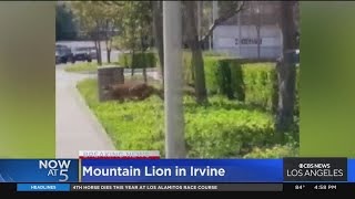 Authorities catch mountain lion that ran into Irvine business