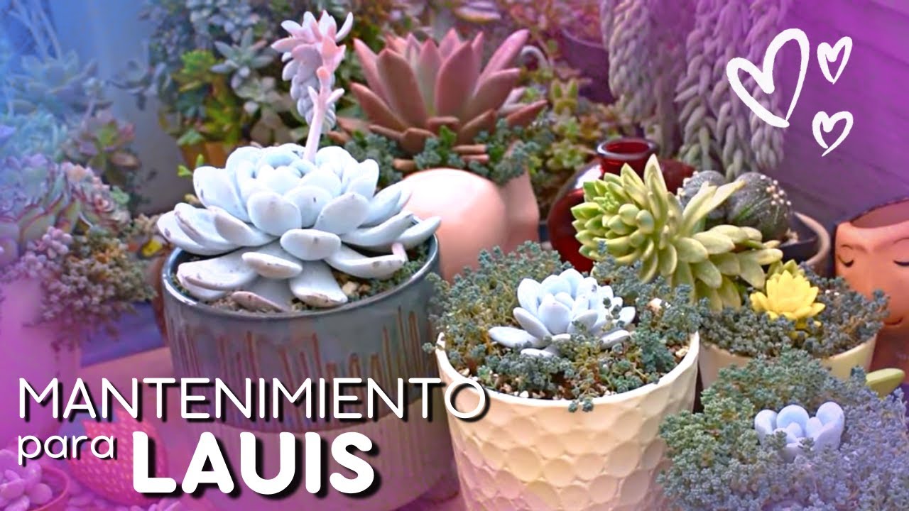 Cómo tener tus LAUIS HERMOSAS🌱| SUCULENTAS | Mantenimiento y cuidados 💚