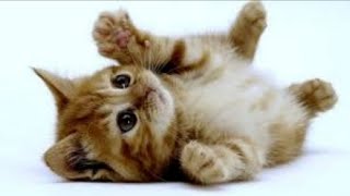 Słodkie Małe Kotki | Śmieszne i Zabawne Koty | Crazy & Cute Pet's