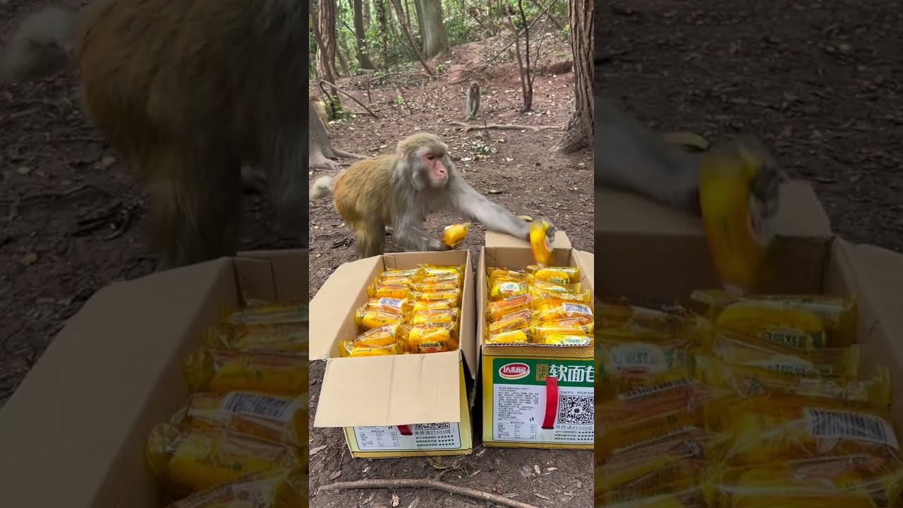 Funny Monkey 140