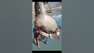 #chitral_duck_hunting #foryou #frypgシ #chitral #frypgシ #foryou