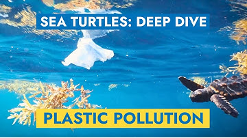 Sea Turtles and Plastic Pollution — Deep Dive