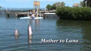 Dolphin Research Center - Pandora - Dolphin of the Month