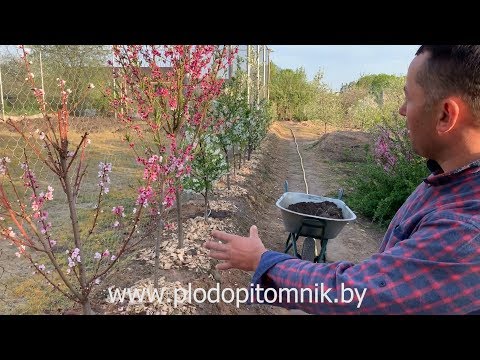 Видео: Расстояние для живой изгороди из фруктовых деревьев: как близко посадить живую изгородь из фруктовых деревьев