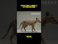 20世紀に絶滅した3種の動物たち——AIでその真実の姿を再現 「第1弾」#動物 #絶滅動物 #歴史 #ai