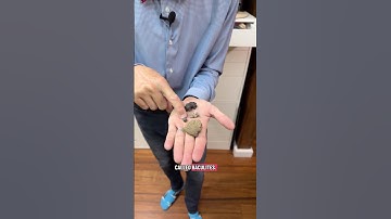 What does a paleontologist have in his collection? Ammonites! #fossils