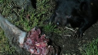 Tasmanian Devil Close Encounter ~ Cradle Mountain, Tasmania, Australia