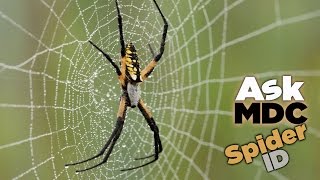 Spider ID - AskMDC