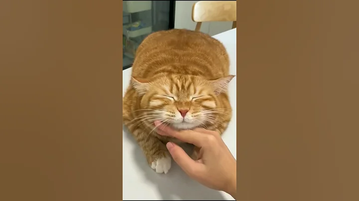 Video 11049961: cat cute kittens adorable, laugh kittens cute cats, funny cats adorable kitten, cat cutecat funny