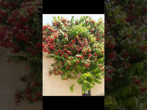 مشتل تنسيق حدائق الرياض يوجد لدينا جميع انواع الاشجار للتواصل واتس 0532549751
