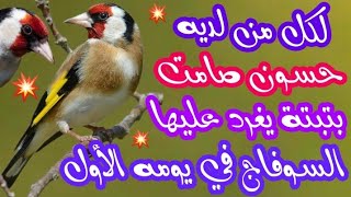 🔥بتبتة حسون هدية لكل من يعاني من صمت حسونه💥 تجعل السوفاج يغرد في يومه الأول💥@King-of-songbirds 🔥