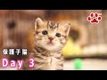 保護子猫3日目　ダンボール箱から引っ越しした日【瀬戸のここ日記】