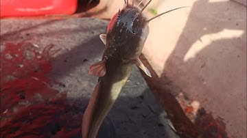 Câu cá Biển.Câu Cá Ngát Ở Của Biển Sông Đốc.Cà mau..