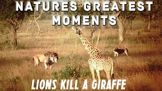 Nature's Greatest Moments | Lion Pride Kill Giraffe