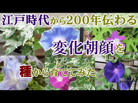 変化朝顔 江戸園芸ブームを作った朝顔を種から育てる 系統番号６０６ 変化朝顔の色々と開花までの記録 ガーデニング Youtube