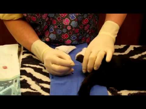 วีดีโอ: 5 คำถามที่ต้องถามเกี่ยวกับการวางยาสลบสำหรับสุนัขและแมว