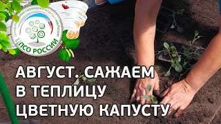 видео Выращивание цветной капусты от высадки рассады до сбора урожая