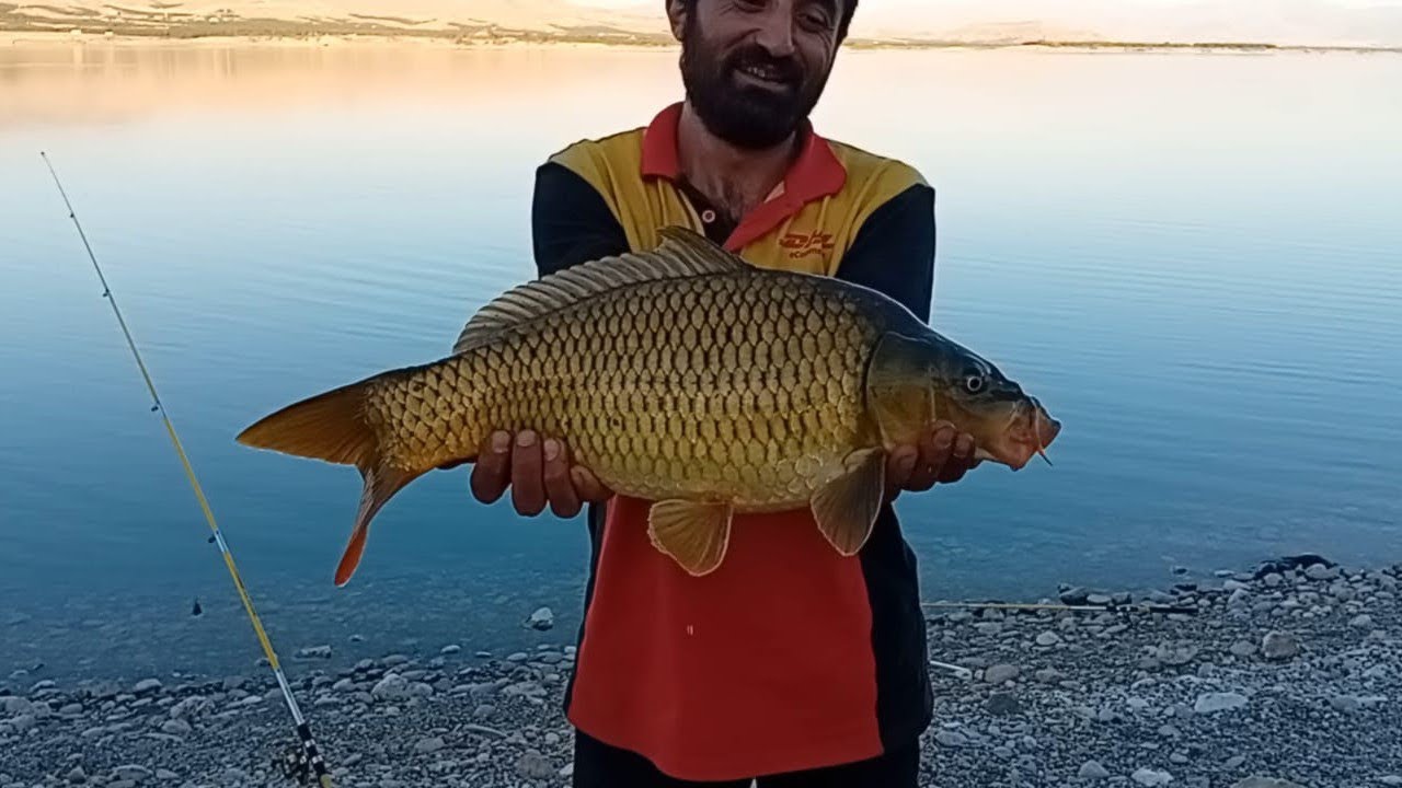 Karakaya barajı sazan avı güzel balıklar geldi#fishing #campping #alabalik #balık #carpfishing 