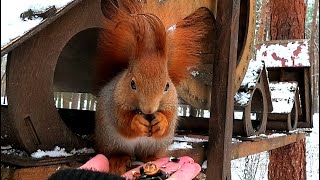 Белки на кормушках ручные и не очень || Squirrels are tame and not very tame