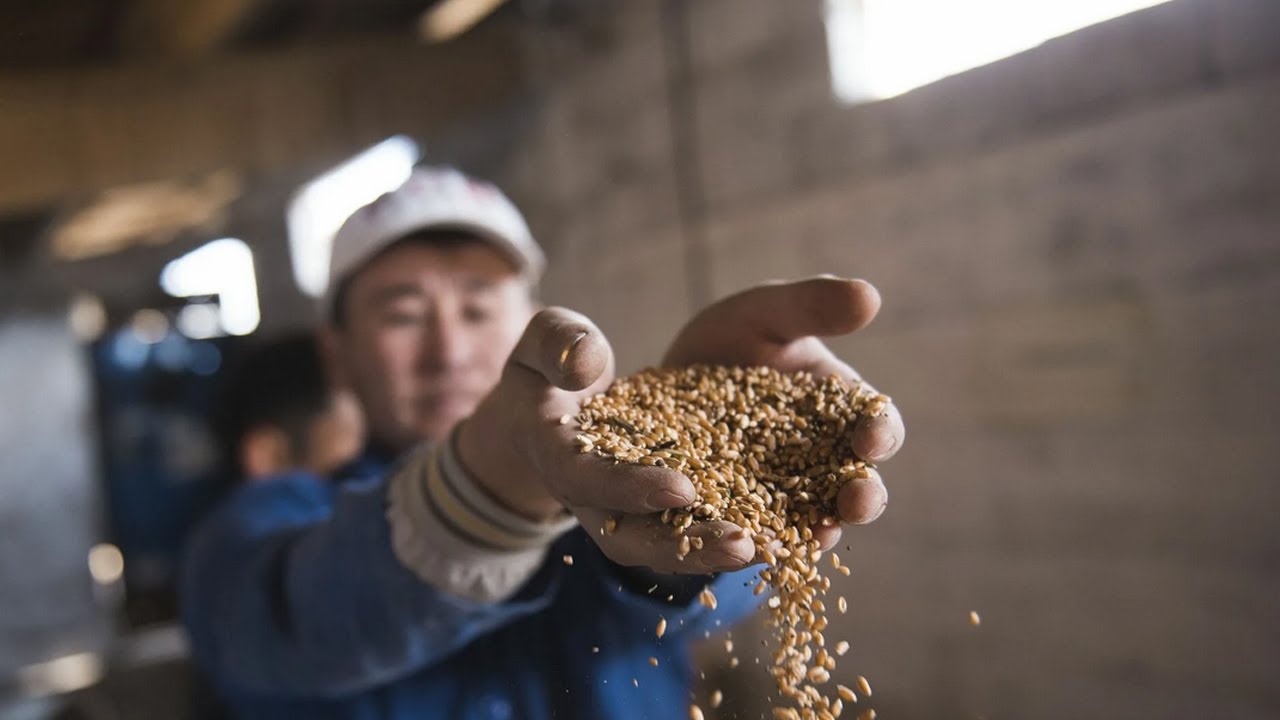 Казахстан увеличил поставки зерна в Китай