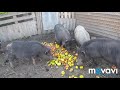 вєтнамські свині багато поросят