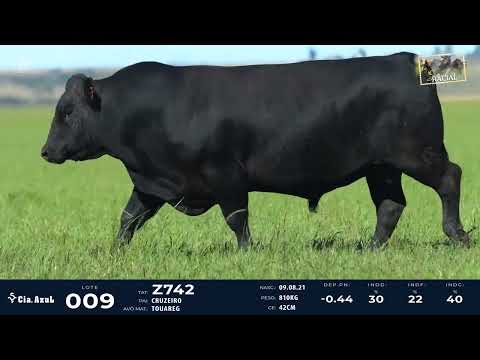 LOTE 09   TAT Z742 M Angus