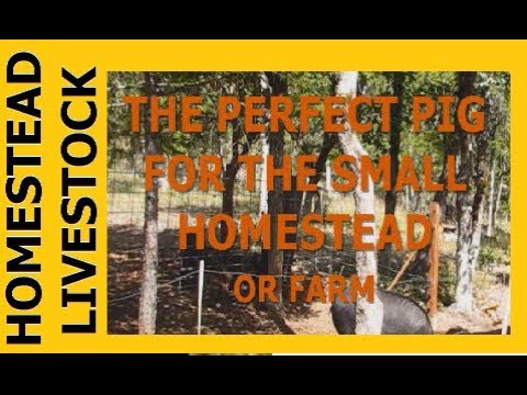 HOMESTEAD LIVESTOCK - The Perfect Pig For The Small Farm
