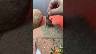 Elraenn İnstagram Story